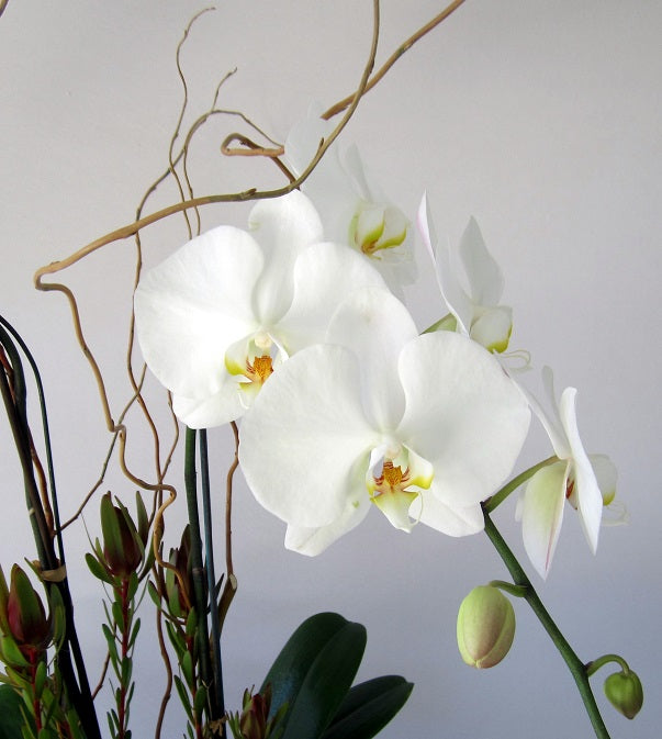 David Jeffrey's Orchid Surprise