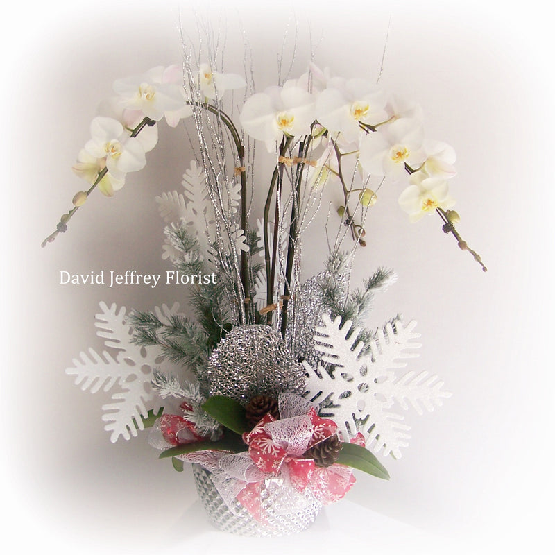 David Jeffrey's Christmas Orchids