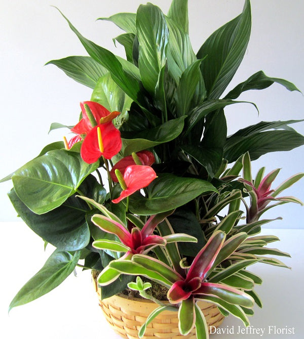 Anthurium Planter by David Jeffrey Florist 