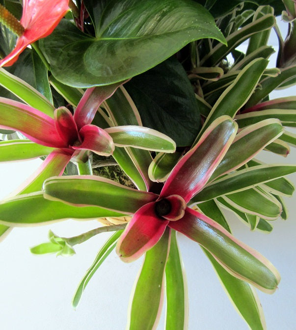 Anthurium Planter by David Jeffrey Florist 
