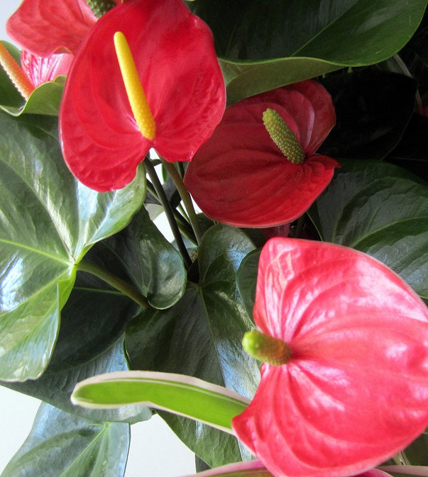 Anthurium Planter by David Jeffrey Florist 
