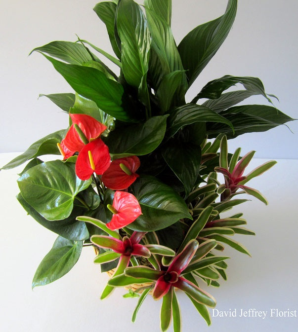 Anthurium Planter by David Jeffrey Florist 