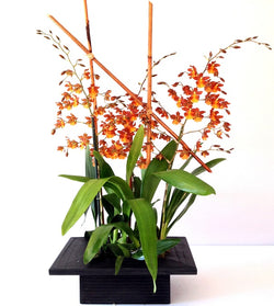 David Jeffrey's Autumn Orchids
