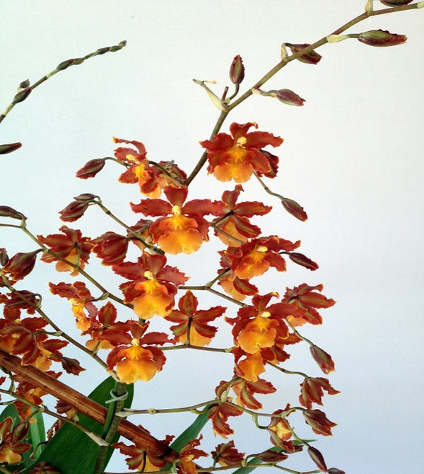 David Jeffrey's Autumn Orchids