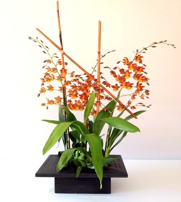 David Jeffrey's Autumn Orchids