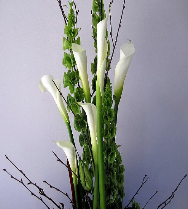 Calla Lillies Online
