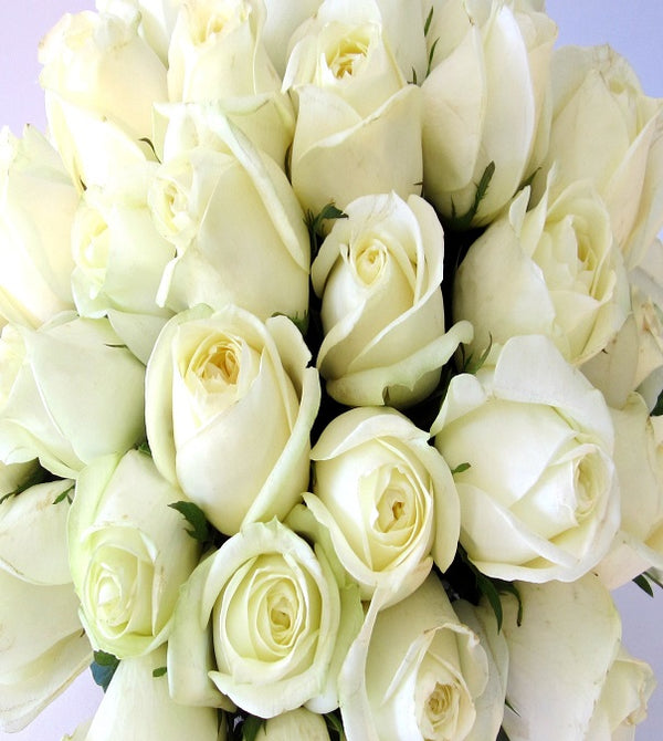 White Roses by David Jeffrey Florist 