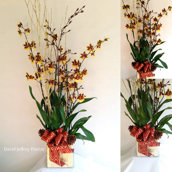 David Jeffrey's Oncidium Orchids.