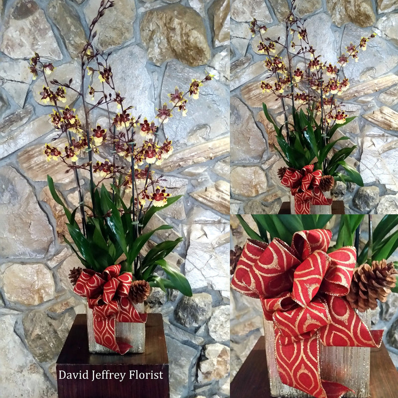 David Jeffrey's Oncidium Orchids.