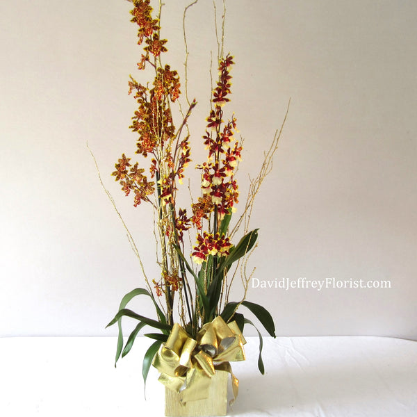 David Jeffrey's Oncidium Orchids.