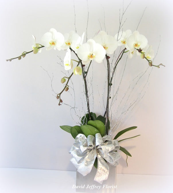 David Jeffrey's Holiday Orchids