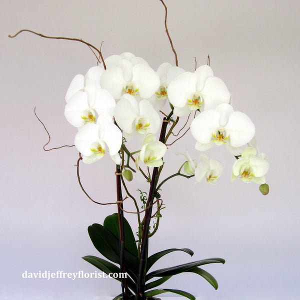 David Jeffrey's Serenity Orchids