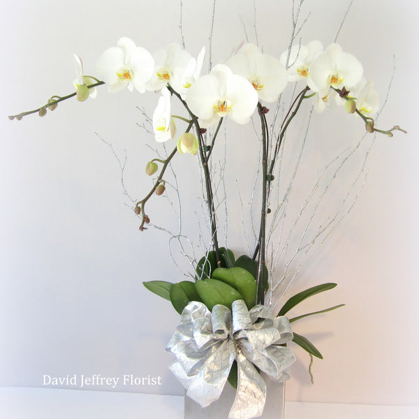 David Jeffrey's Holiday Orchids