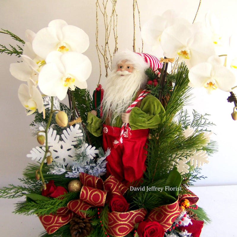 David Jeffrey's Santa's Orchids