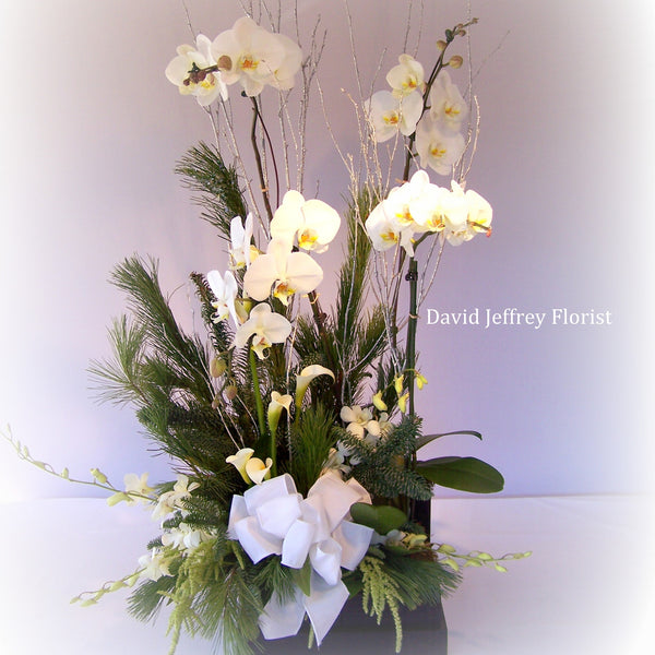 David Jeffrey's Winter White Orchids