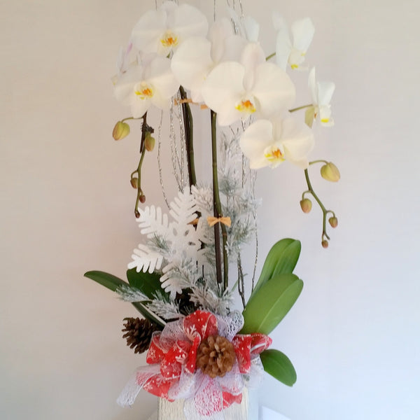 David Jeffrey's Christmas Orchids