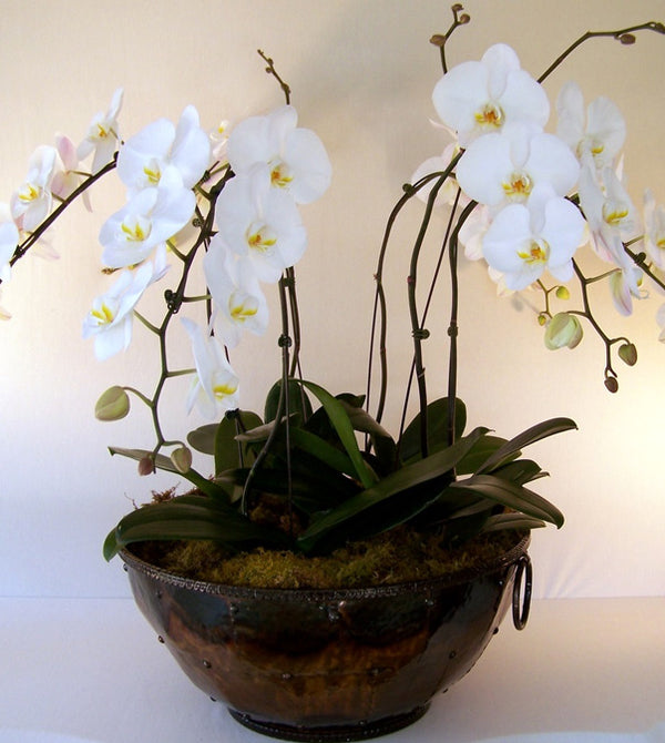 Orchid Flowers Online 