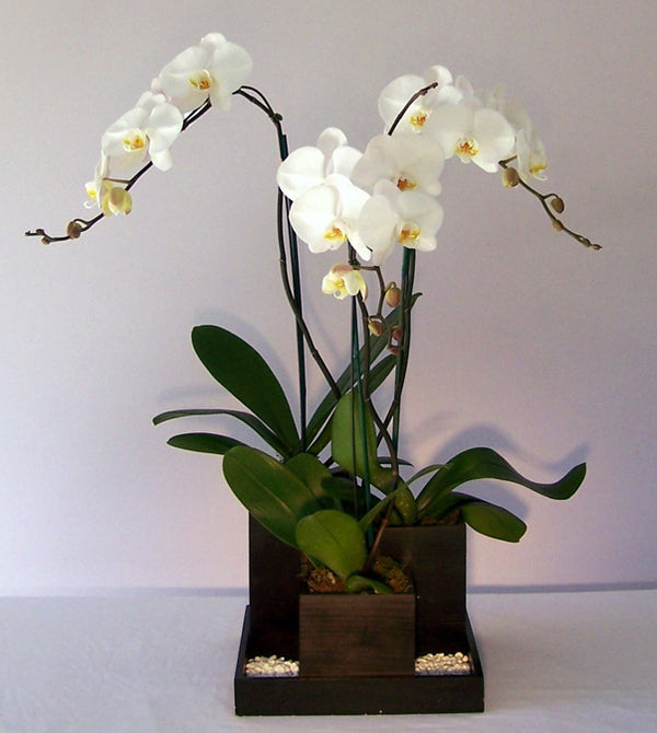 David Jeffrey's Orchid Divine