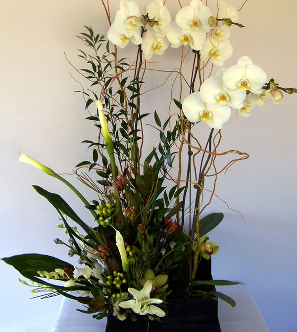 David Jeffrey's Orchid Flower