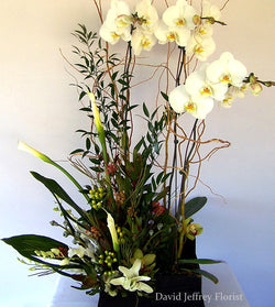 David Jeffrey's Orchid Flower