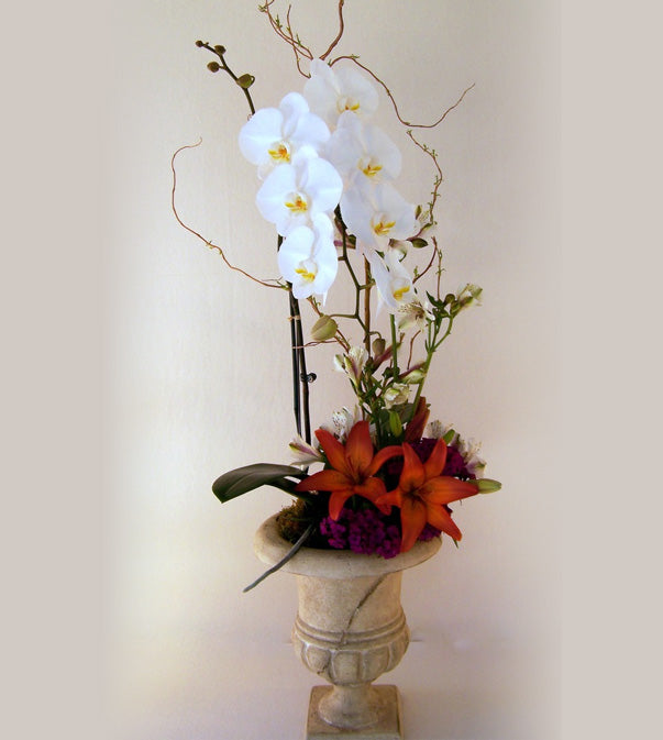 Orchid Plant - Single Stem