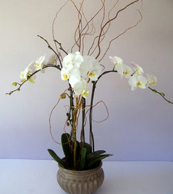 Orchids by david jeffrey 